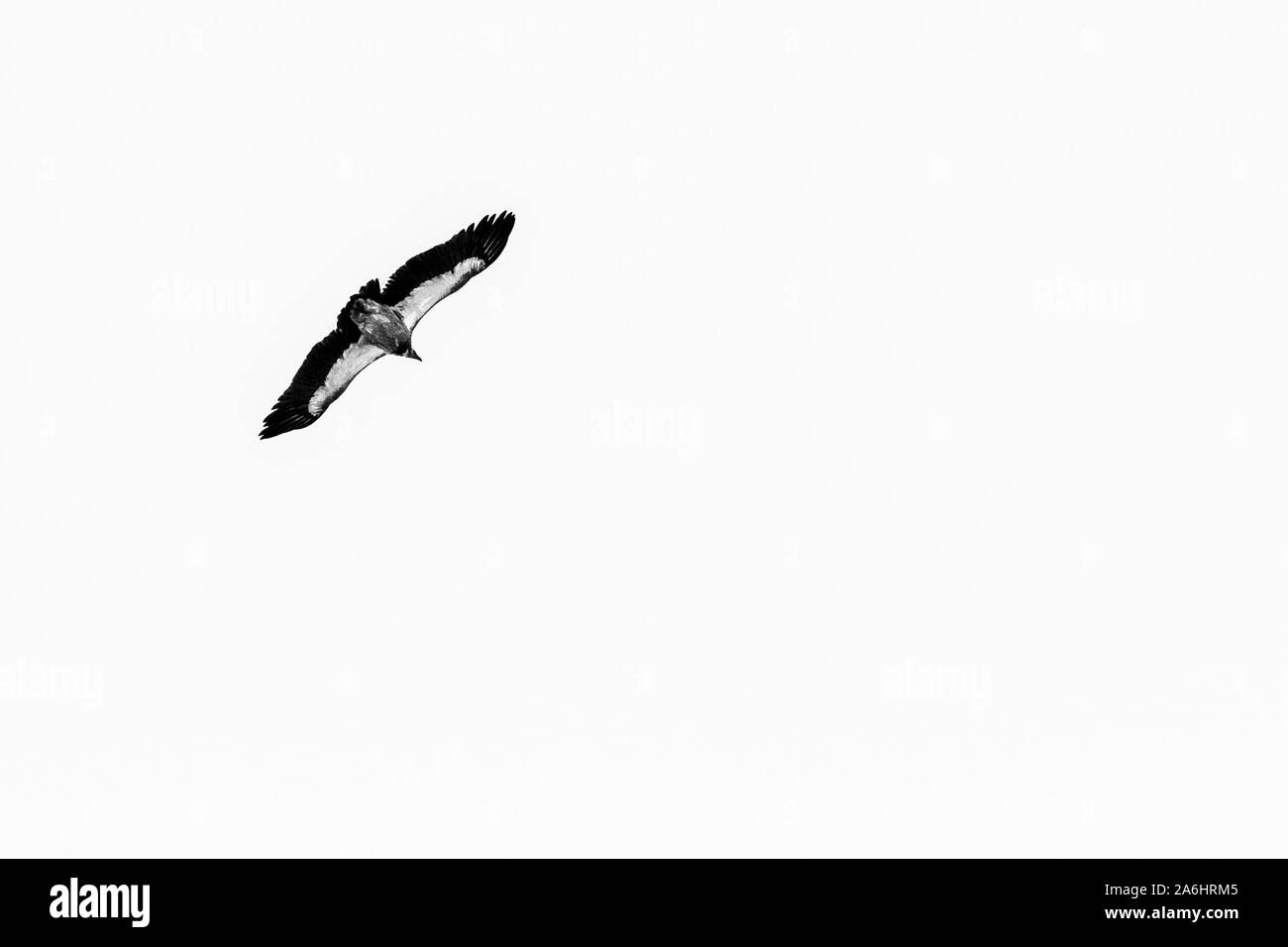 Grande aquila volare sopra le montagne, Himalaya, Nepal. Immagine in bianco e nero Foto Stock