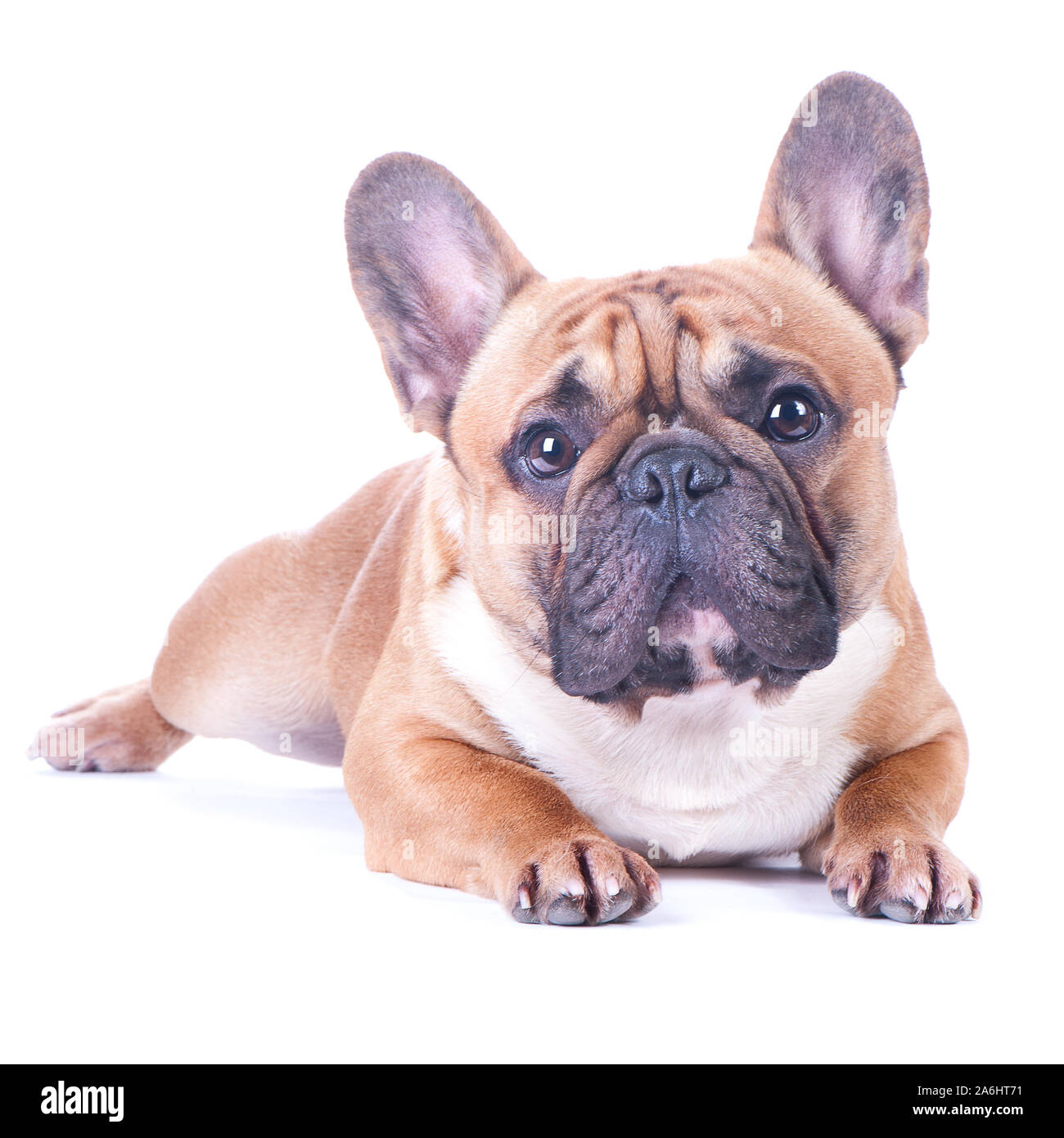 Cane, bella bulldog francese, redhead, isolato perfetto su sfondo bianco. Elevato standard di razza. Il cane si trova e guarda nella telecamera Foto Stock