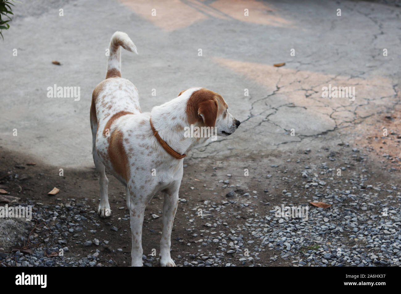 Cane tailandese Foto Stock