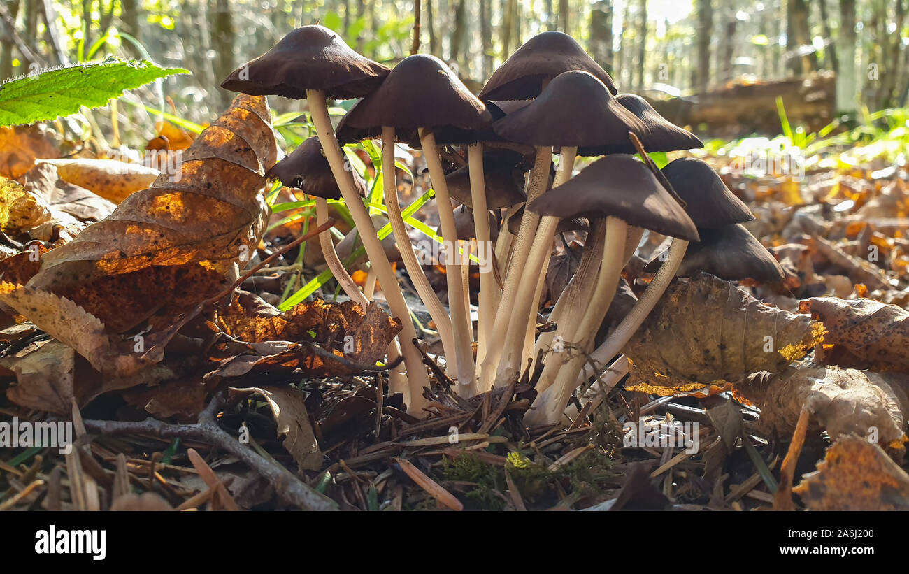 Piccoli funghi crescono nella foresta su un moncone Foto Stock