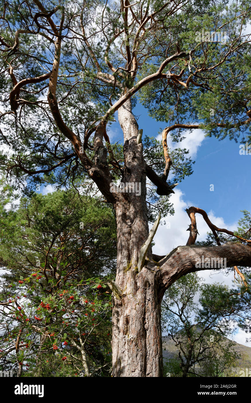 Pino silvestre Tree - Pinus sylvestris, con Rowan o ceneri di montagna e di Betulla Caledonian foresta, Scozia Foto Stock