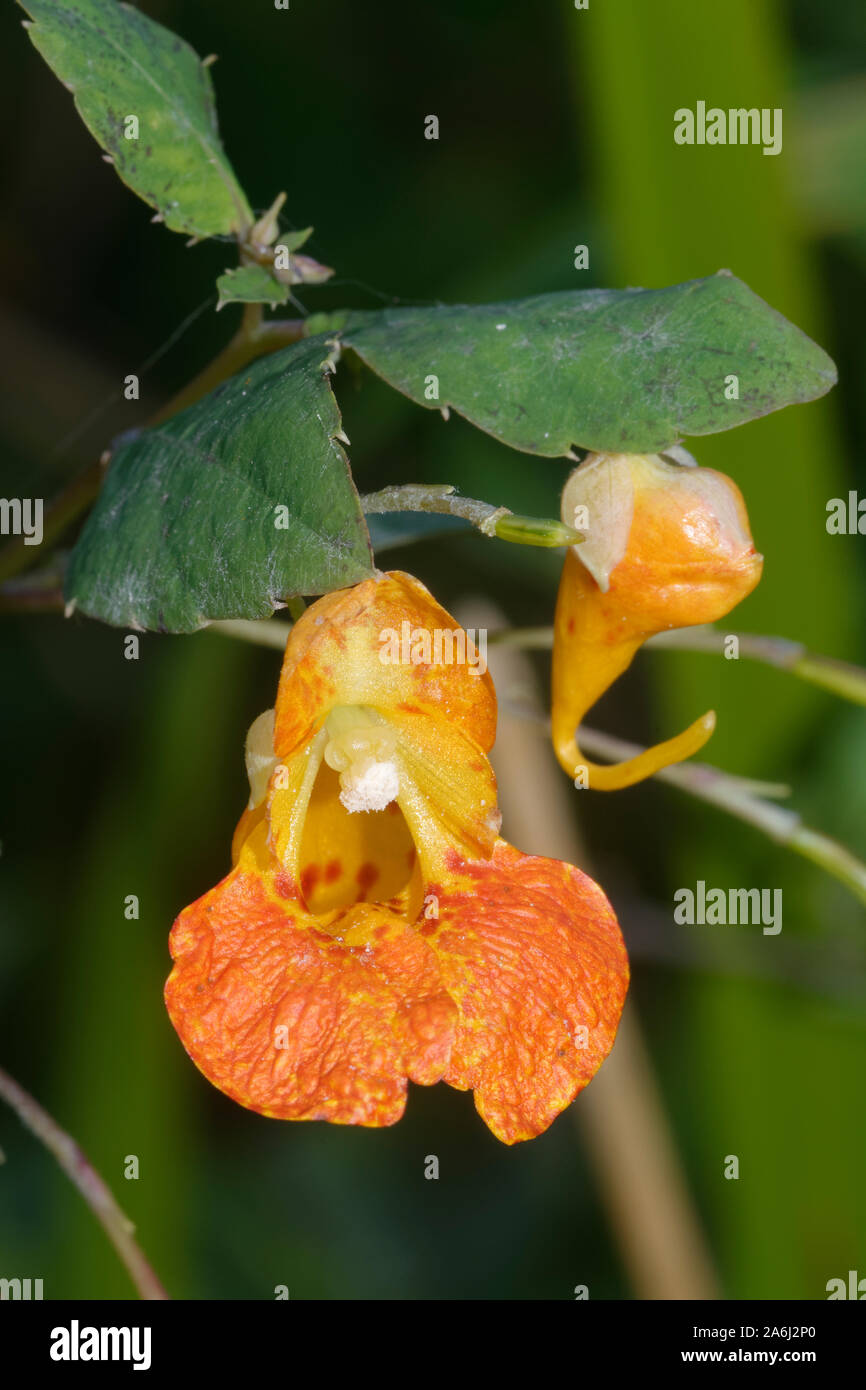 Arancione - la Balsamina Impatiens capensis arancione o Spotted Jewelweed, touch-me-non native del Nord America, introdotta in Europa Foto Stock
