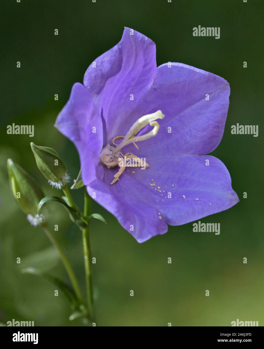 Persicifolia Campanula (Campanula Peach-Leaved) Foto Stock