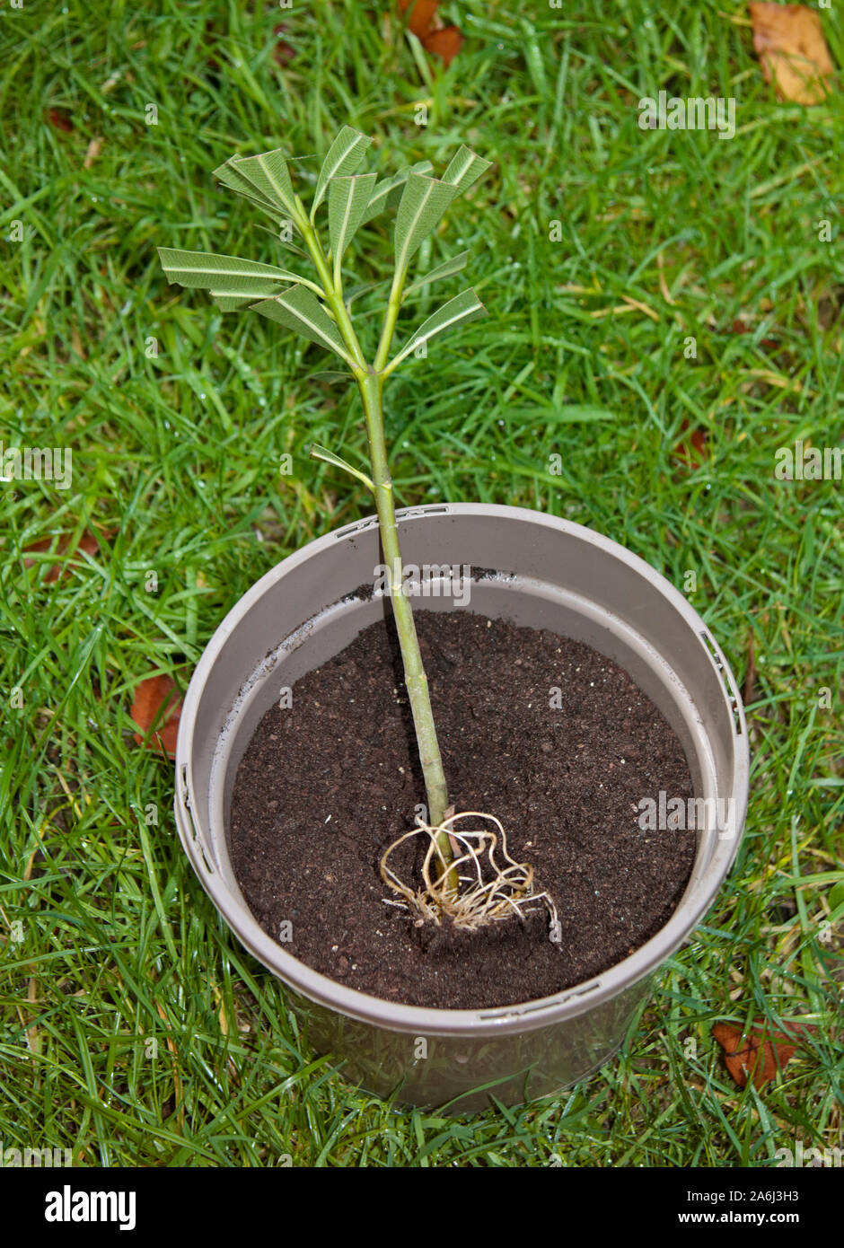 Nerium oleander radicato il taglio pronto per annegamento, REGNO UNITO Foto Stock