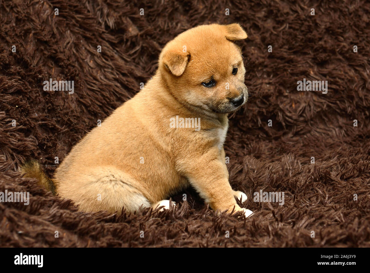 Shiba Inu cucciolo su sfondo marrone Foto Stock