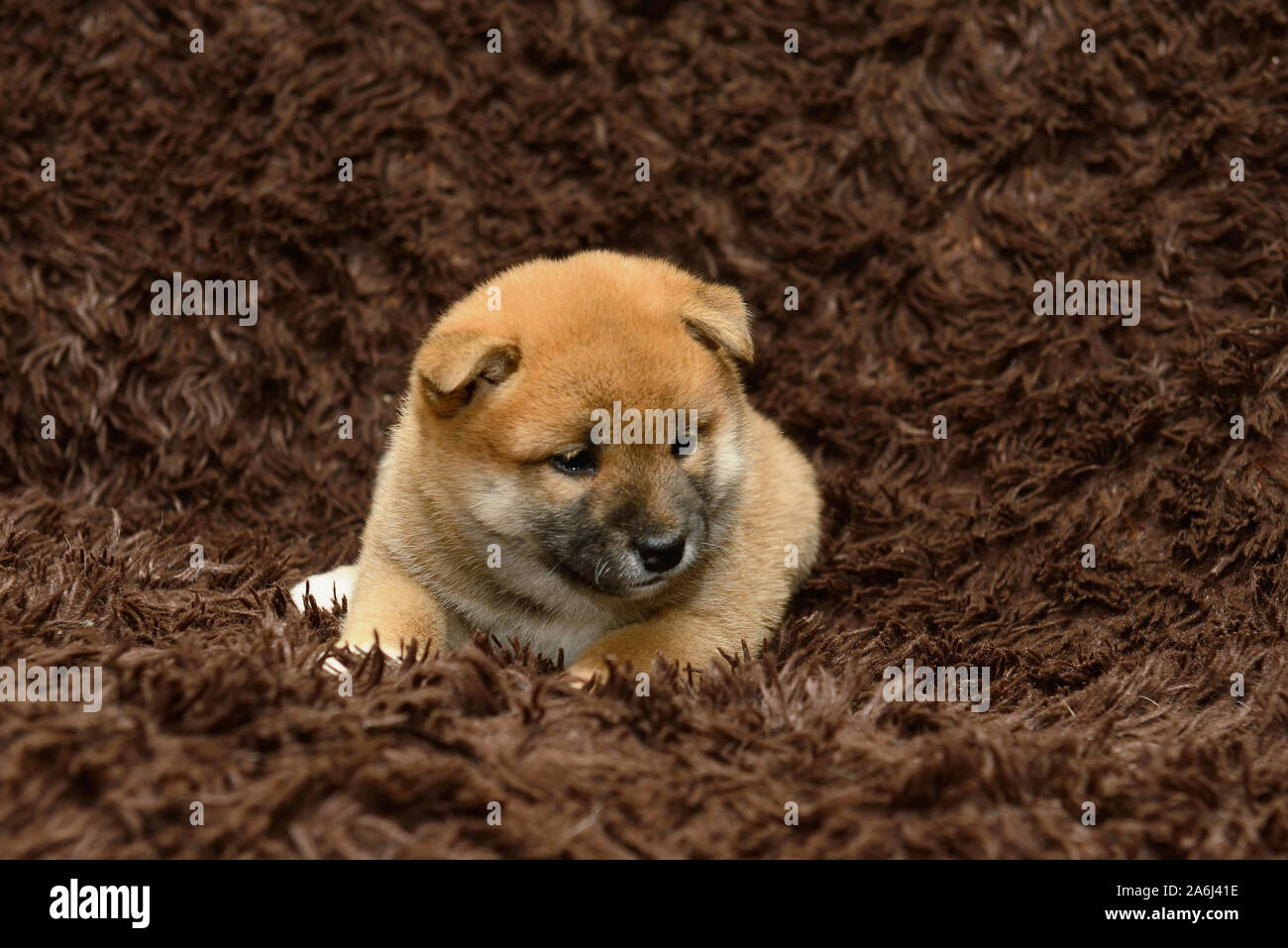 Shiba Inu cucciolo su sfondo marrone Foto Stock