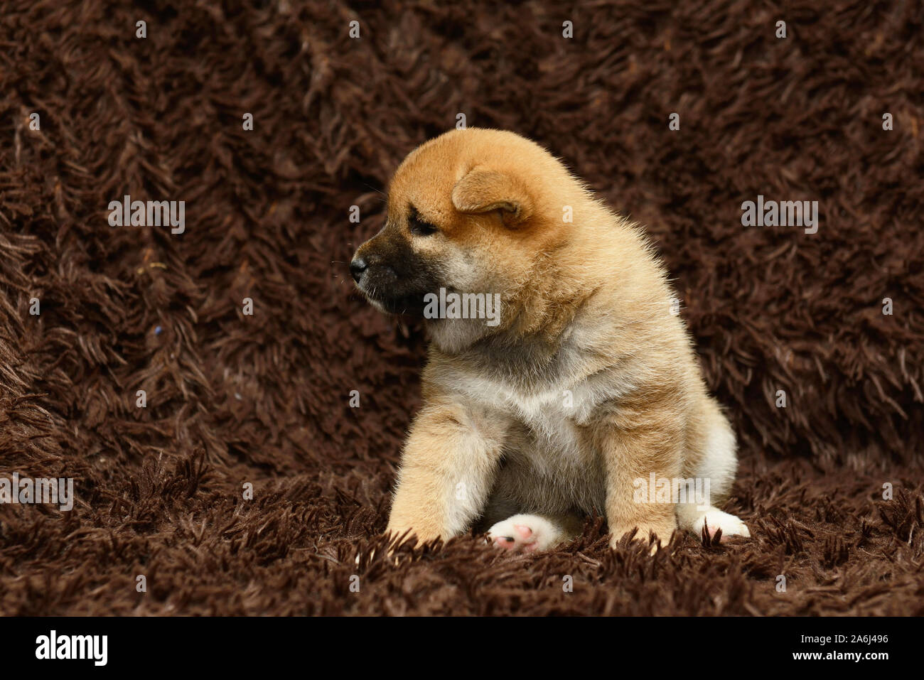 Shiba Inu cucciolo su sfondo marrone Foto Stock