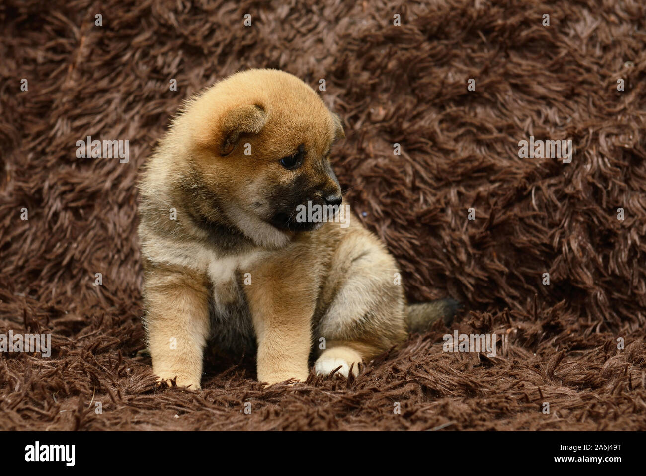 Shiba Inu cucciolo su sfondo marrone Foto Stock
