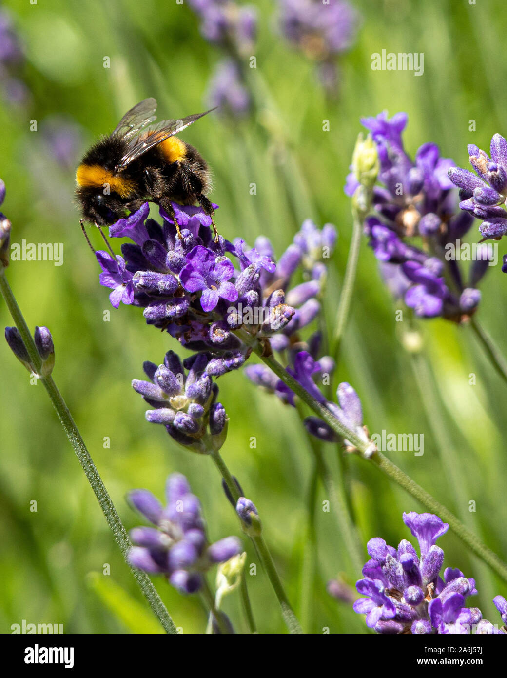 Un ape su lavanda Foto Stock