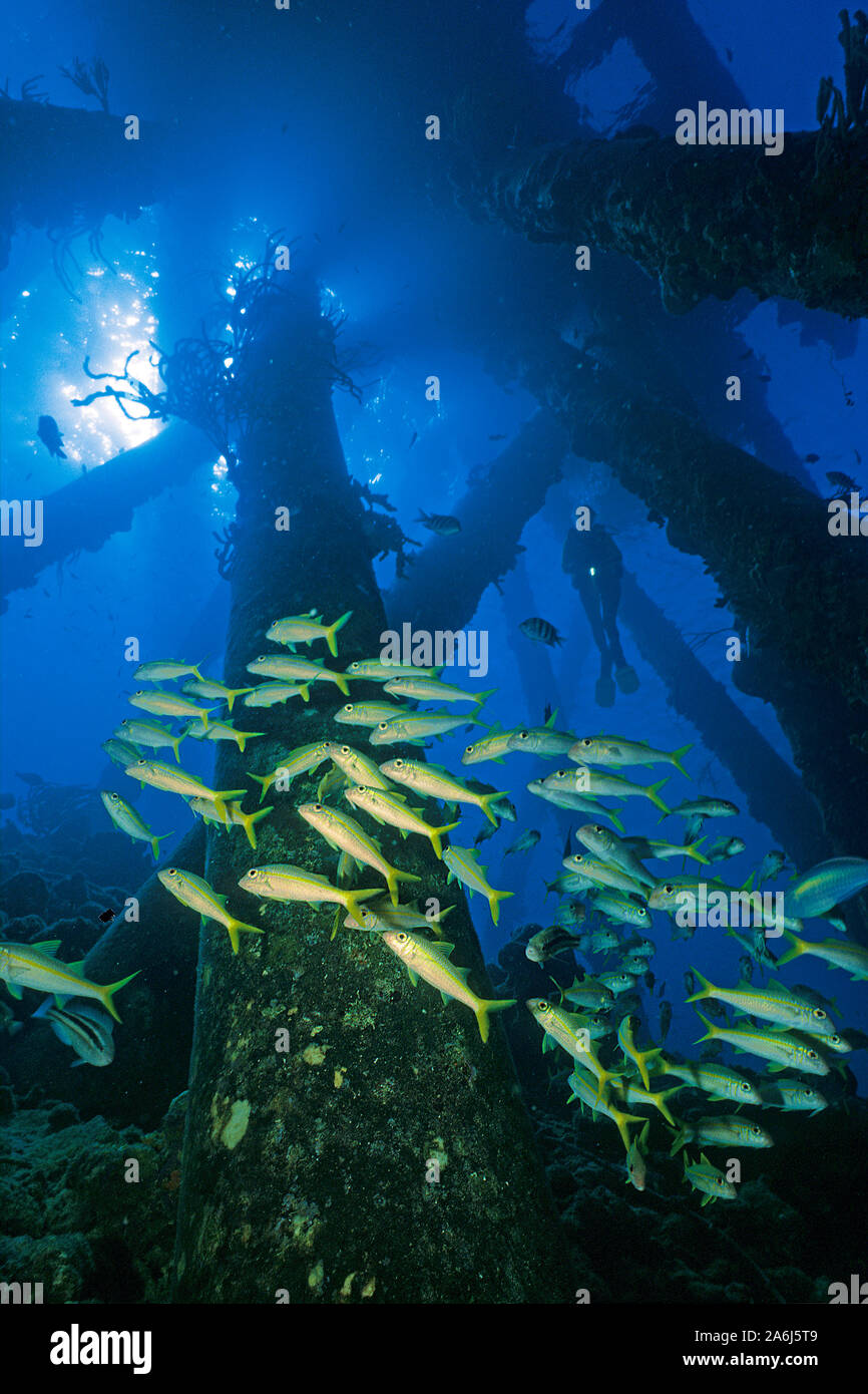 Scuba Diver sotto il molo di sale di Cargill Salt Company, giallo Goatfishes (Mulloidichthys martinicus), Bonaire, Antille olandesi Foto Stock