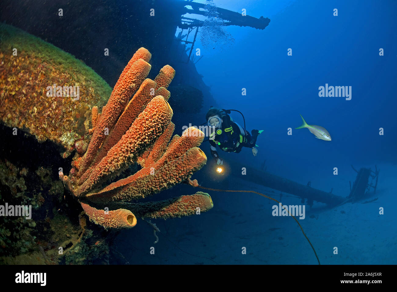 Scuba Diver al sovradimensionate relitto della nave "Hilma Hooker', Stufa-pipe spugna (Aplysina archeri), Bonaire, Antille olandesi Foto Stock