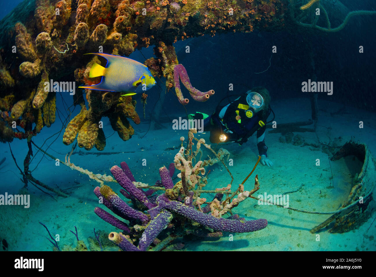 Scuba Diver al sovradimensionate relitto della nave "Hilma Hooker', Regina Angelfish (Holacanthus ciliaris), Bonaire, Antille olandesi Foto Stock