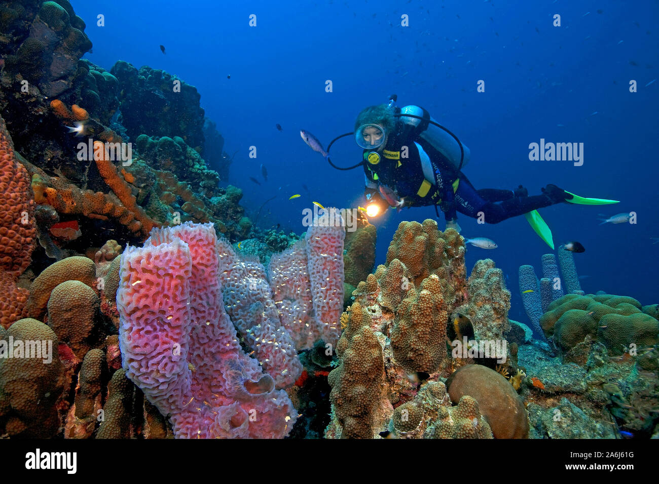 Sommozzatore in una scogliera corallina caraibica, azure vaso spugna (Callyspongia plicifera), Bonaire, Antille olandesi Foto Stock