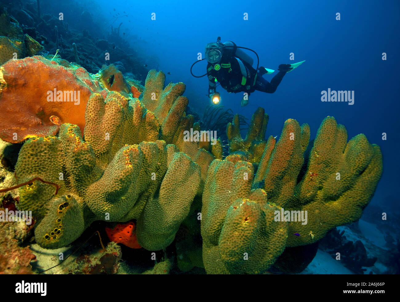 Scena sulla barriera corallina, scuba diver in corrispondenza di un tubo di diramazione spugna (Pseudoceratina crassa, sinonimo, Aiolochroia crassa), Bonaire, Antille olandesi Foto Stock