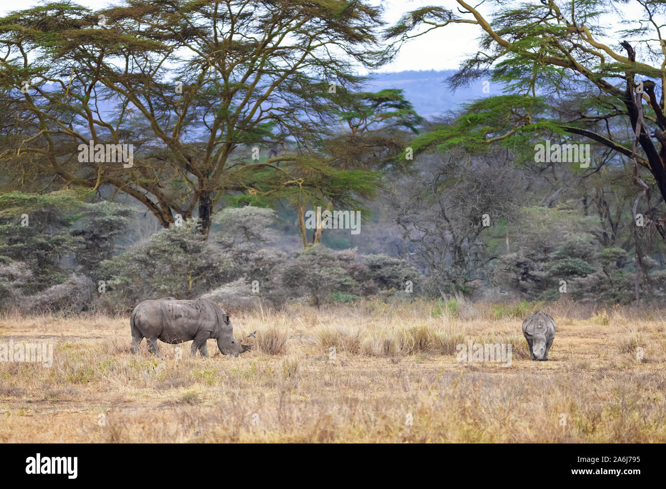 La madre e il bambino rinoceronte bianco pascolare nel lago Nakuru National Park, Kenya, con uno sfondo di febbre stauesque alberi. Foto Stock