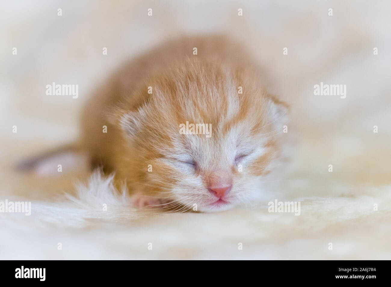 Neonato gattino rosso Foto Stock