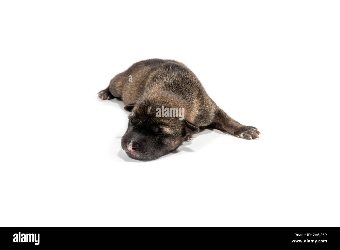 Cucciolo neonato carino sleeping isolati su sfondo bianco. Bella cuccioli sono in bianco e nero e marrone. Foto Stock