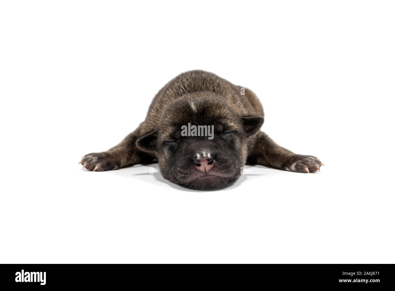 Cucciolo neonato carino sleeping isolati su sfondo bianco. Bella cuccioli sono in bianco e nero e marrone. Foto Stock