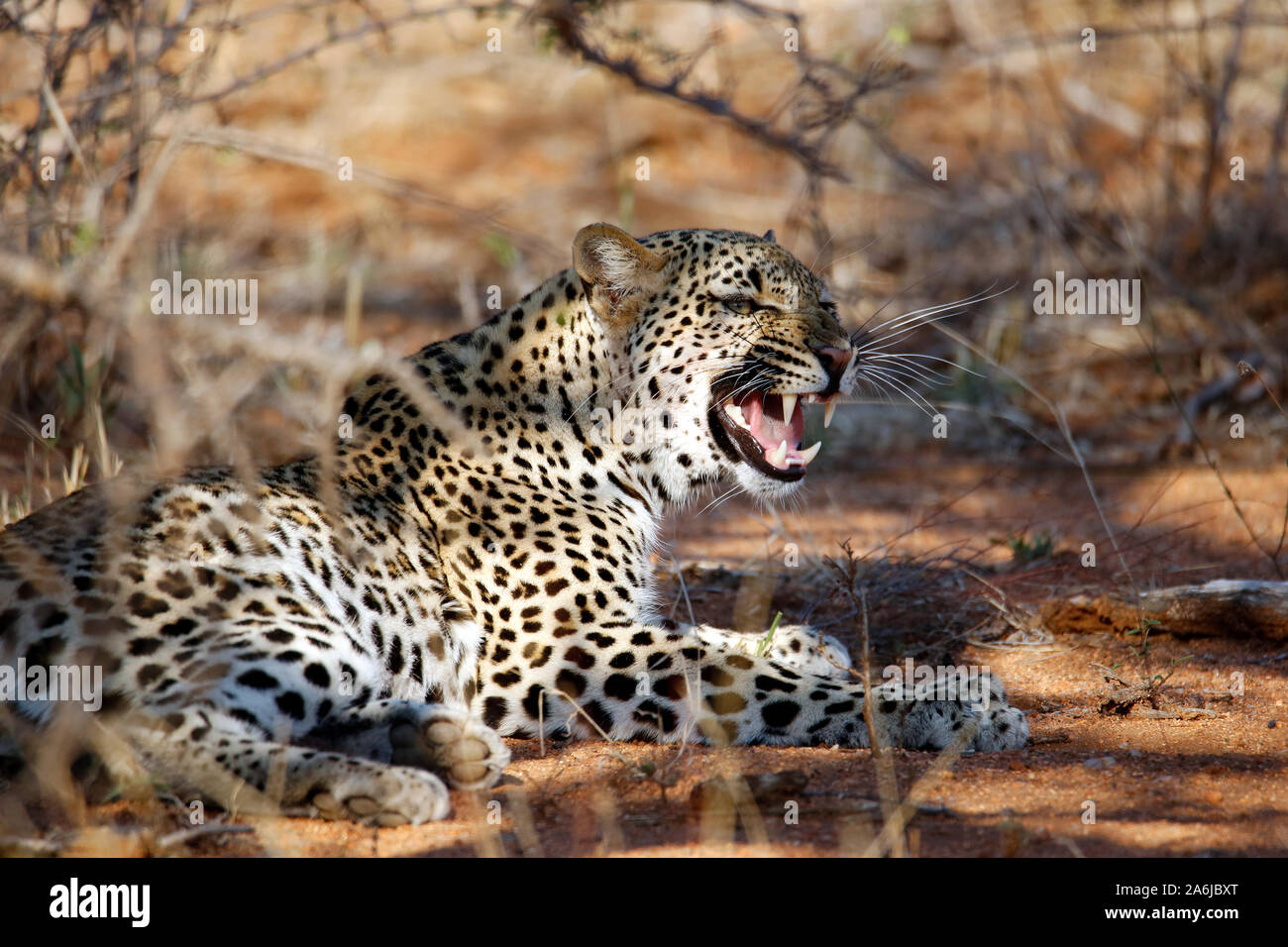 Leopard (Panthera pardus) mostrando i denti, giacente nella boccola.Balule Riserva Naturale, Kruger Park, Sud Africa Foto Stock