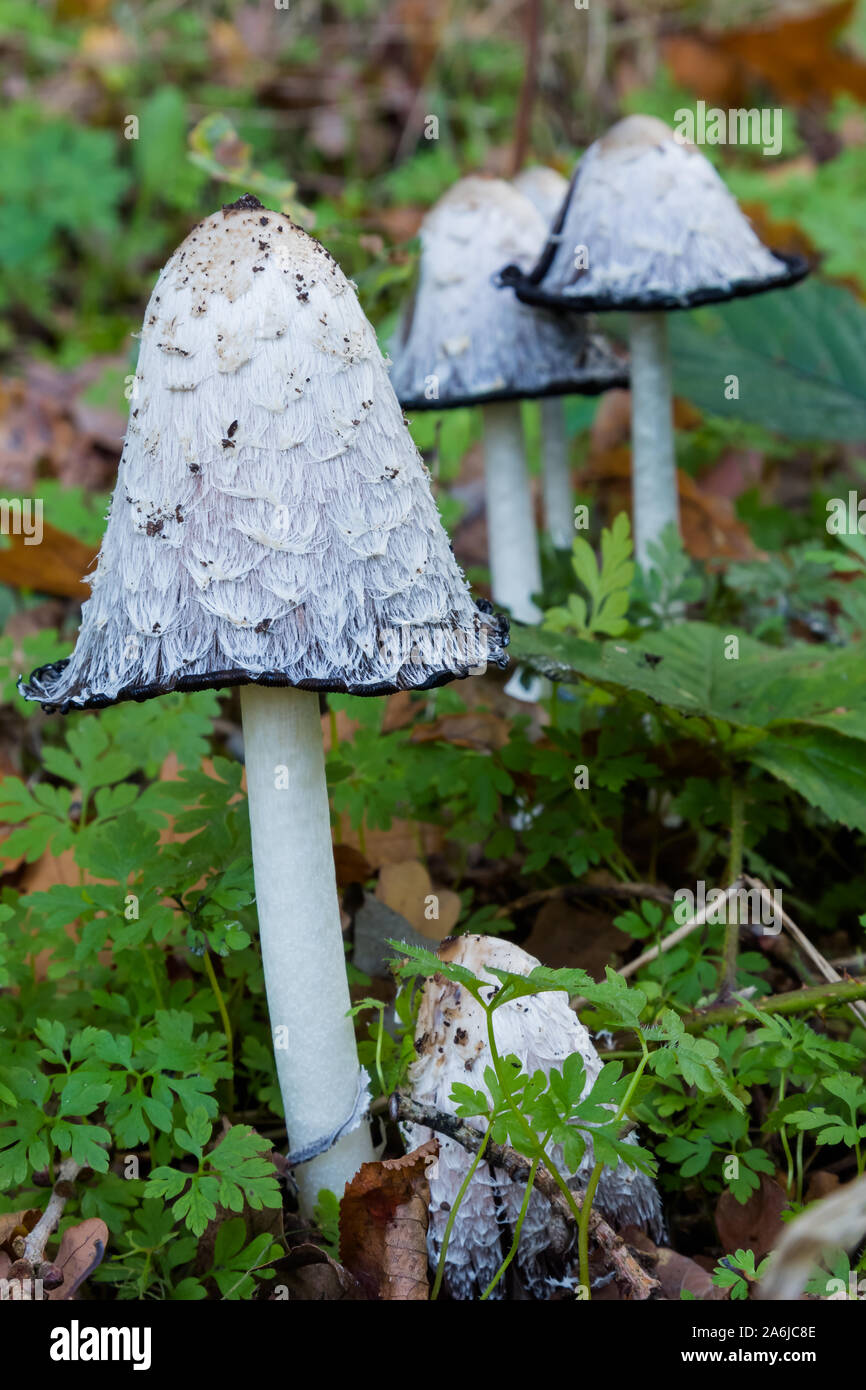 I funghi Coprinus comatus o cosiddetti shaggy copertura di inchiostro,  avvocato parrucca o shaggy mane è commestibile e grandi quantità di cotto  in forno a microonde-quindi-congelato shaggy ma Foto stock - Alamy