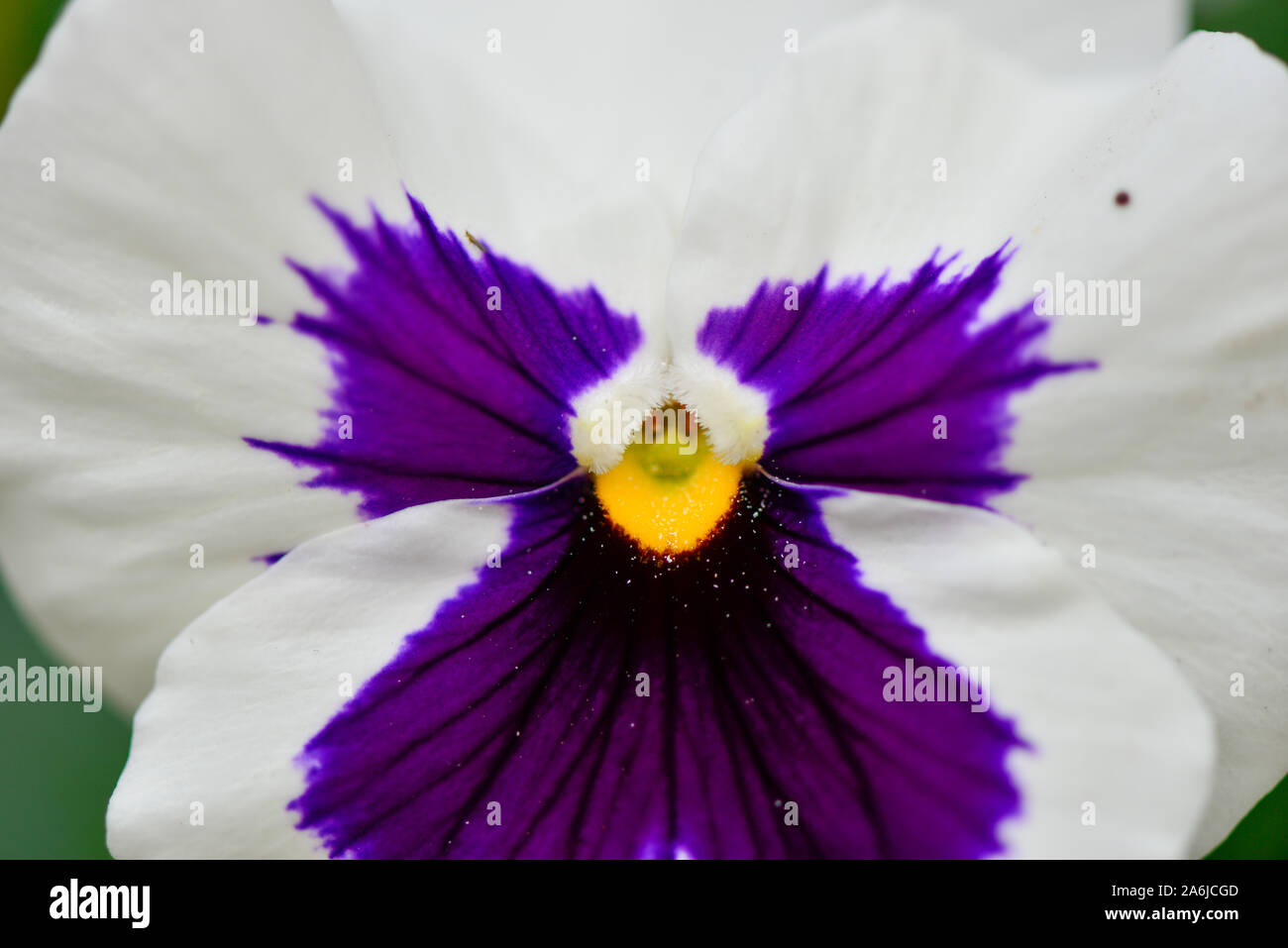 Bianco Violetto Porpora giallo fiore fiori di petunia in Sun Foto Stock