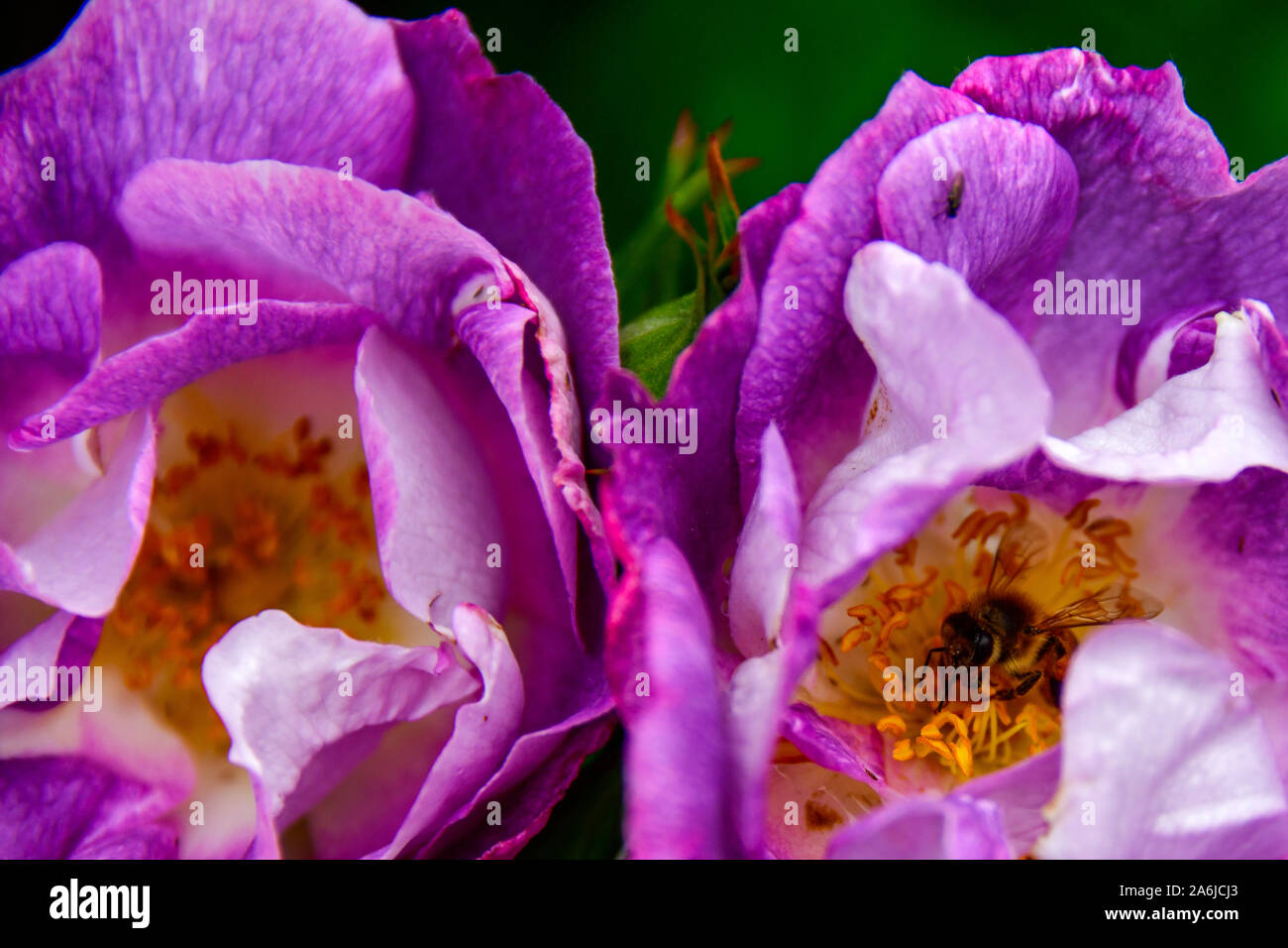 Viola e molla gialla la fioritura delle rose con Bee raccogliendo il polline, Vittoriano membro Giardino di Rose, Werribee Park, Melbourne, Australia Foto Stock