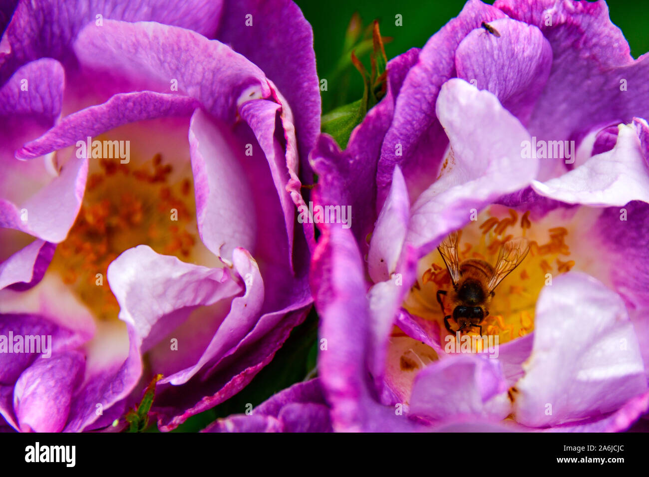 Viola e molla gialla la fioritura delle rose con Bee raccogliendo il polline, Vittoriano membro Giardino di Rose, Werribee Park, Melbourne, Australia Foto Stock