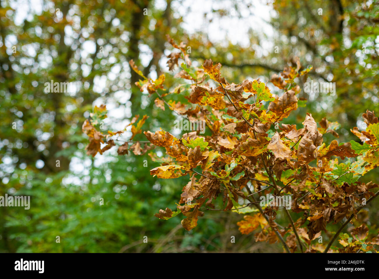 L'autunno è in piena fioritura e mostra i suoi magnifici colori luminosi Foto Stock