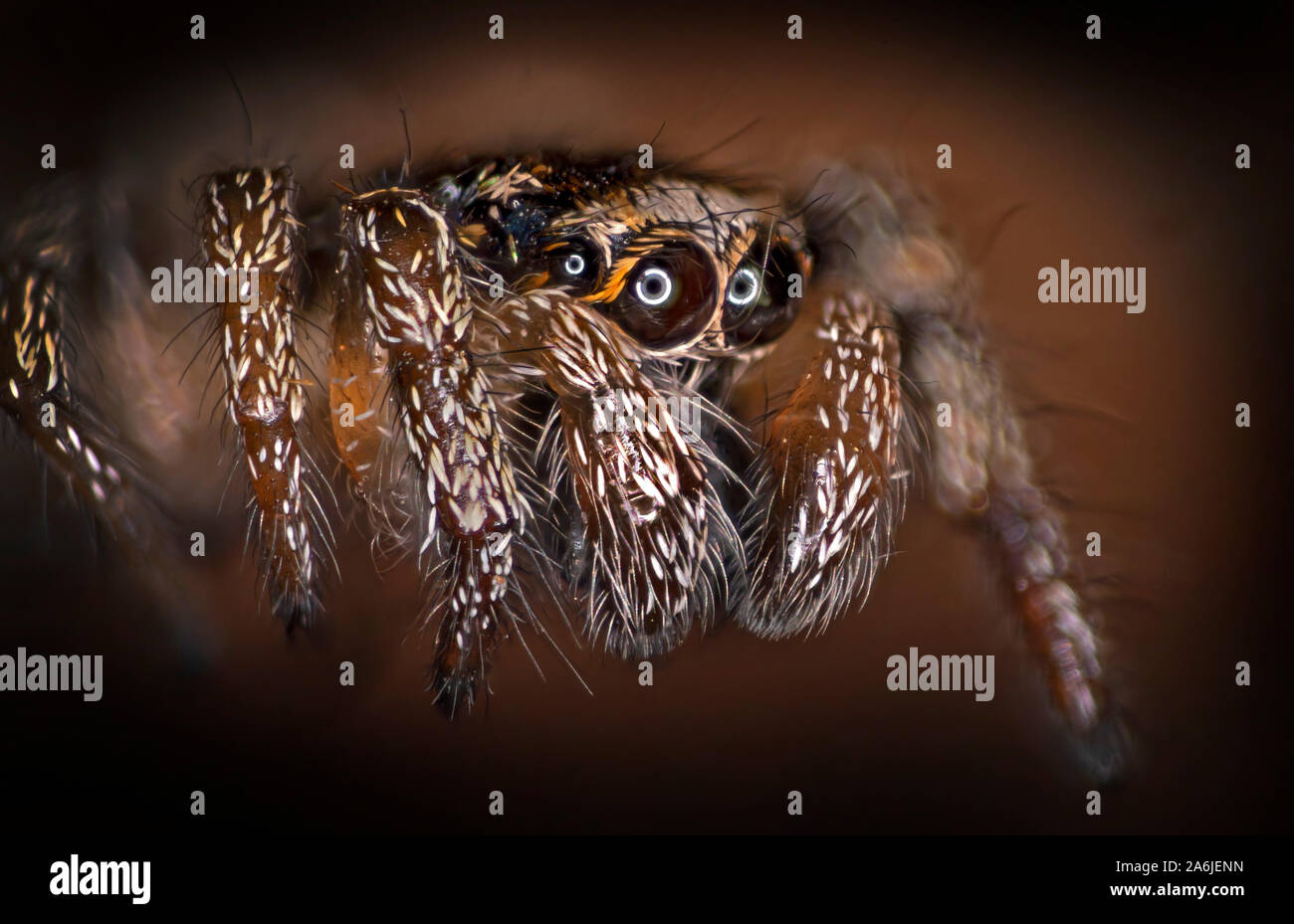 Zebra back spider (Salticus scenicus) Foto Stock