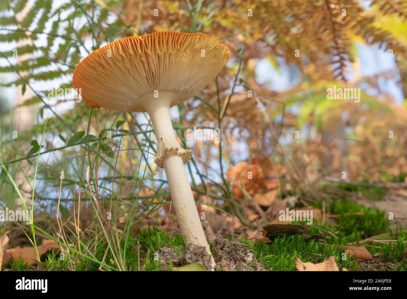 Close up fly agaric, amanita muscaria foto scattata dal fondo Foto Stock