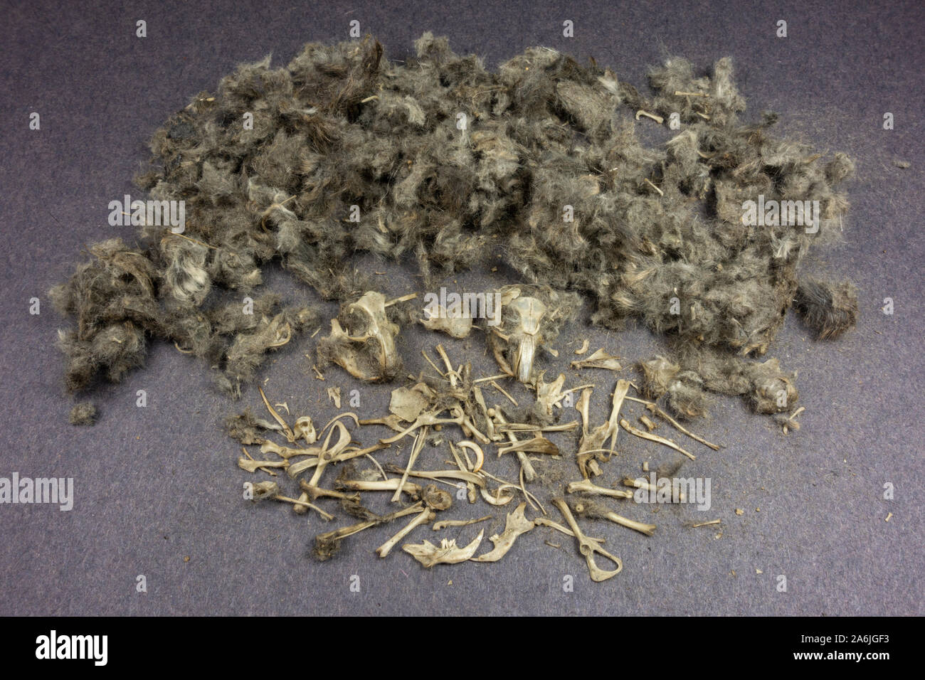 Il dissezionati resti di un barbagianni pellet che conteneva i resti di almeno due bank arvicole, come utilizzato in una scuola del Regno Unito. Foto Stock