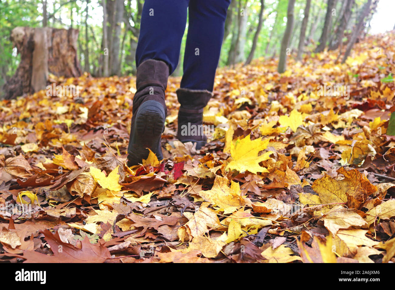 Passeggiate attraverso il colorato fogliame in una foresta autunnale, vista posteriore delle gambe femmina con pantaloni blu e stivali marrone Foto Stock