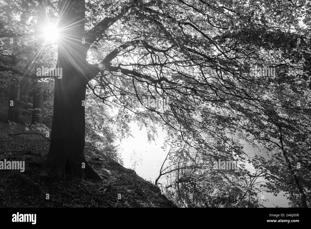 In autunno la luce del sole attraverso i rami di faggio accanto all'acqua. Serbatoio Ladybower, Derbyshire, in Inghilterra. Foto Stock