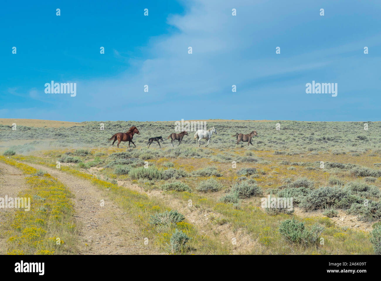 Cavalli selvaggi correre libero sulle alte pianure del sud della contea di Sweetwater, Wyoming USA Foto Stock