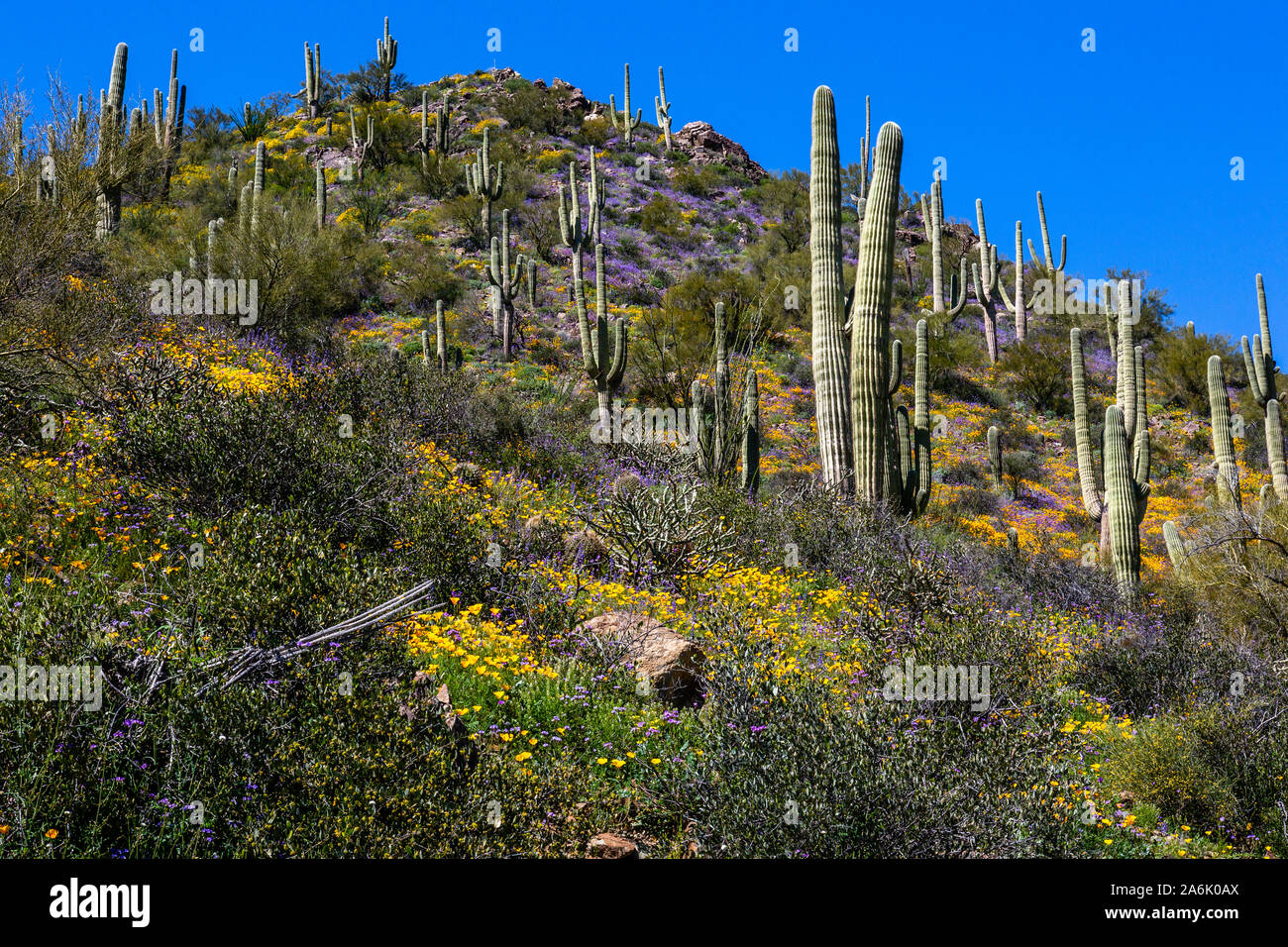 Un display a colori di primavera tappeti di fiori di campo un deserto Sonoran hillside. Lungo l'autostrada 77, Arizona. Foto Stock