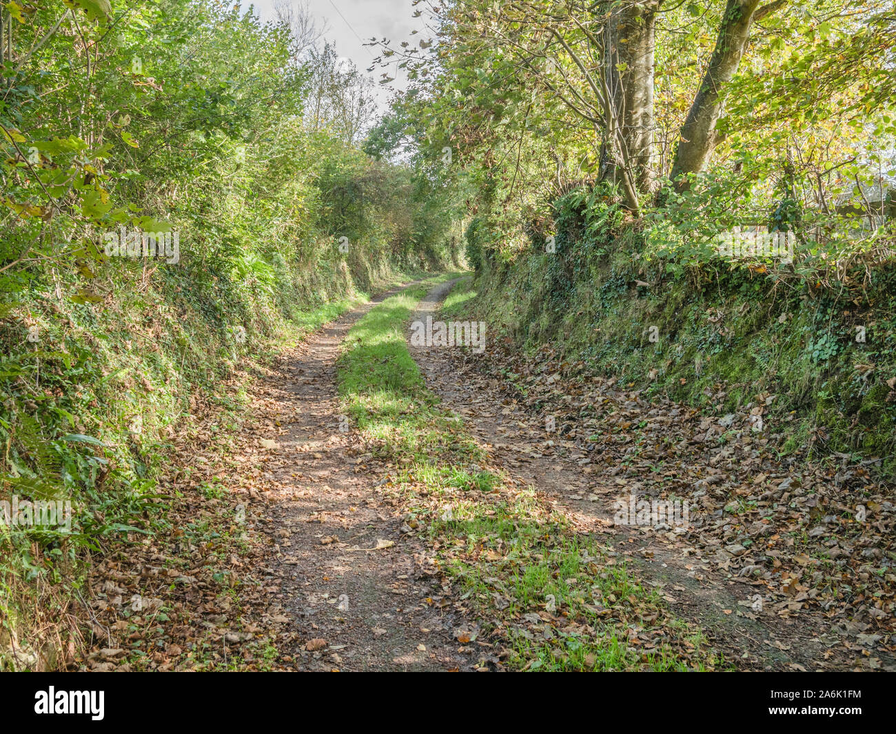 Cornovaglia paese lane arrotondamento di un angolo a distanza in autunno sunshine. La metafora del trasporto rurale, autunno tempo, dietro l'angolo, piegare in strada. Foto Stock