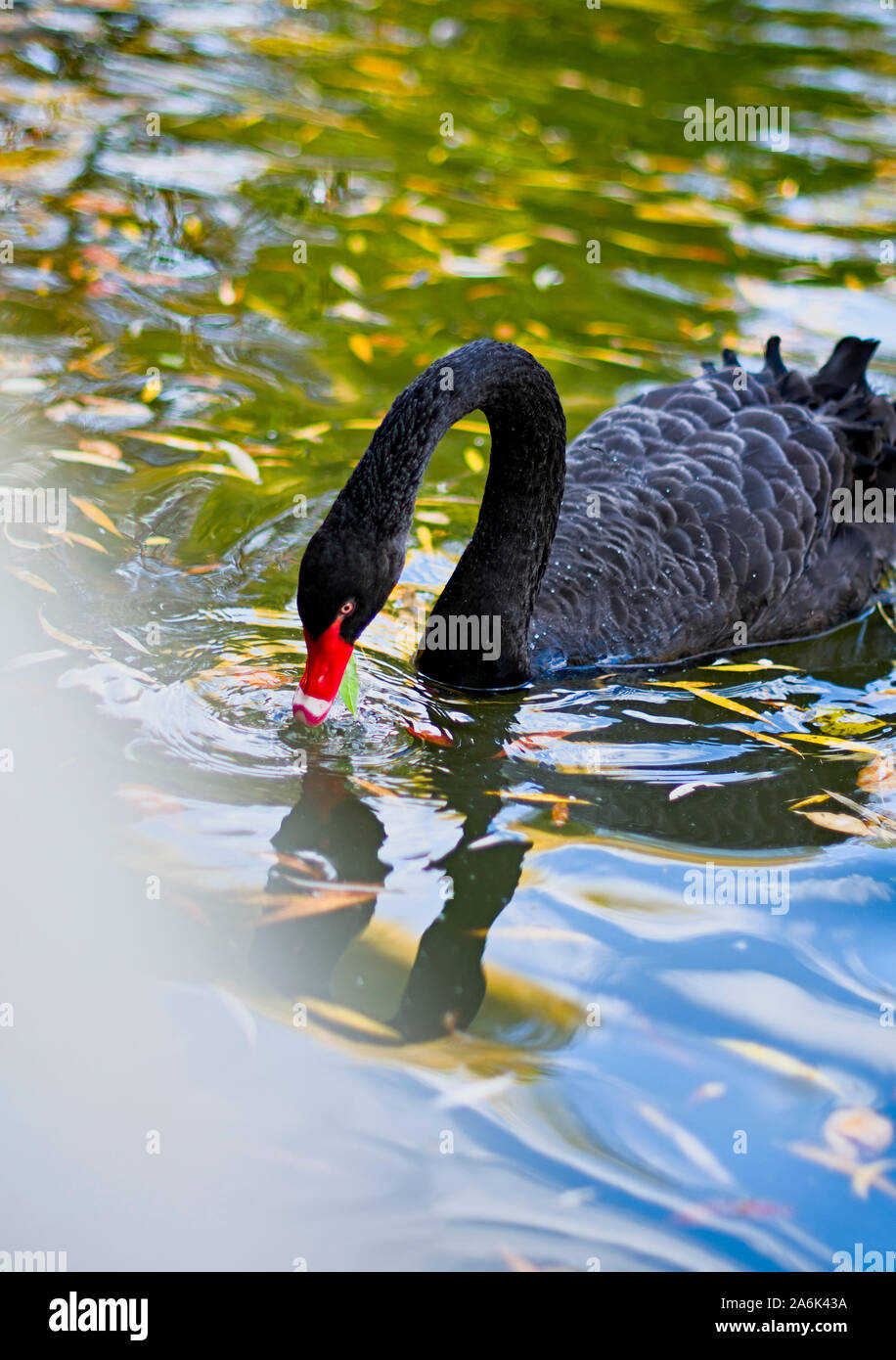 Bella Black Swan nuoto sul lago d'autunno Foto Stock