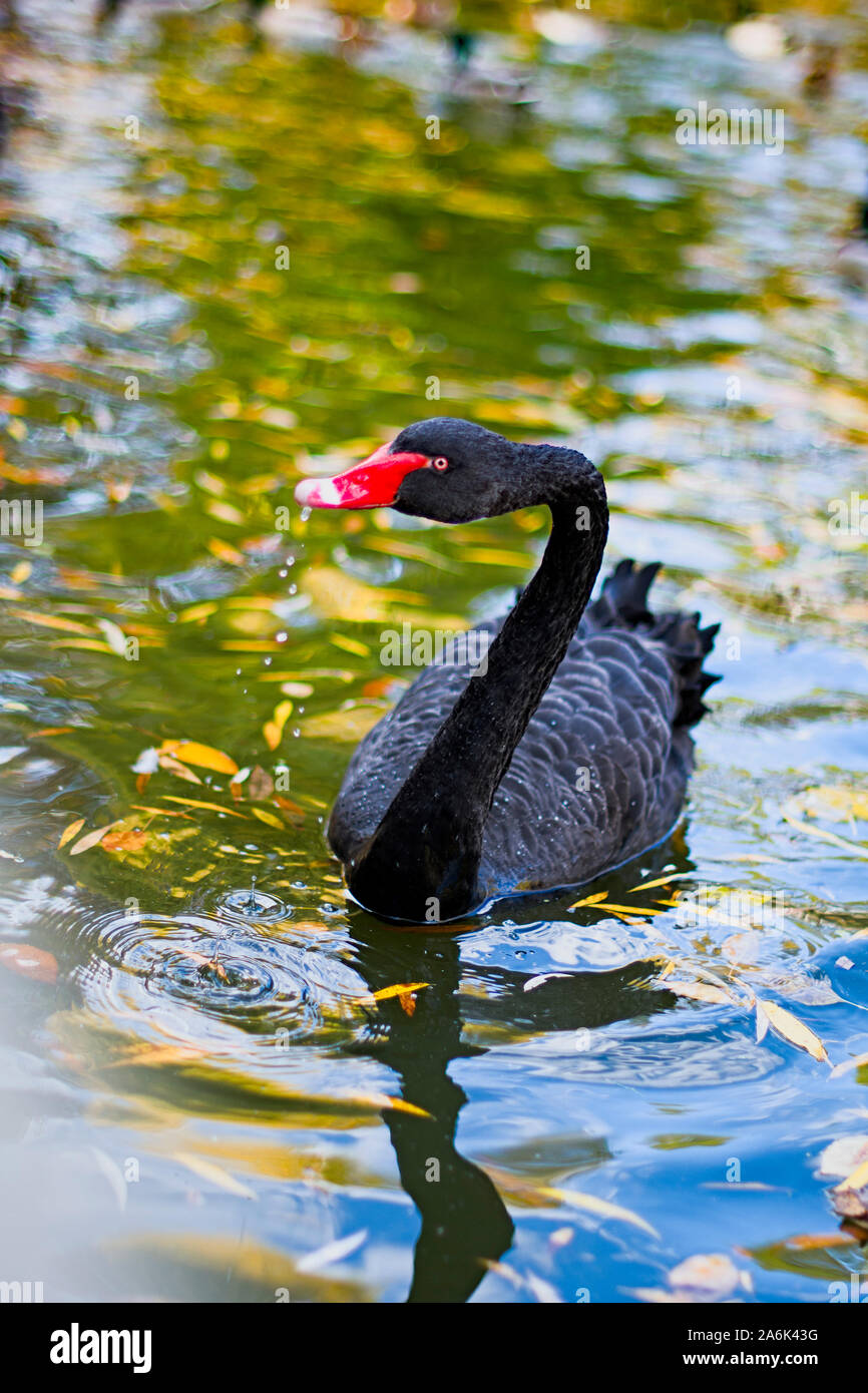 Bella Black Swan nuoto sul lago d'autunno Foto Stock