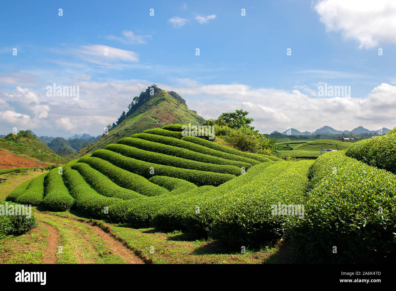 Il tè verde terrazza i campi di Moc Chau, a nord-ovest del Vietnam Foto Stock