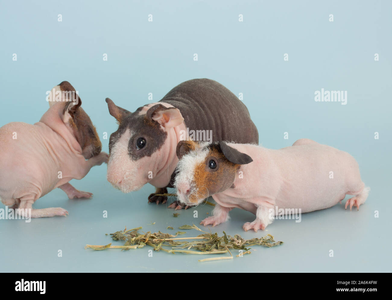 Bella naked cavia roditore di mammifero come animale da compagnia Foto Stock