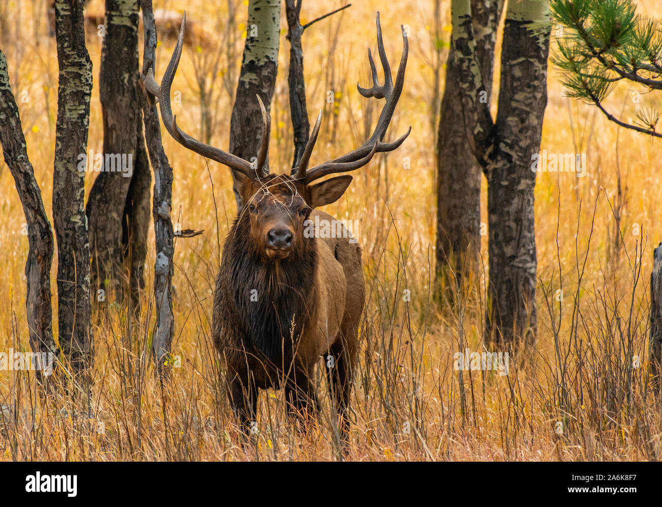 Un grande Bull Elk il roaming della foresta in autunno Foto Stock