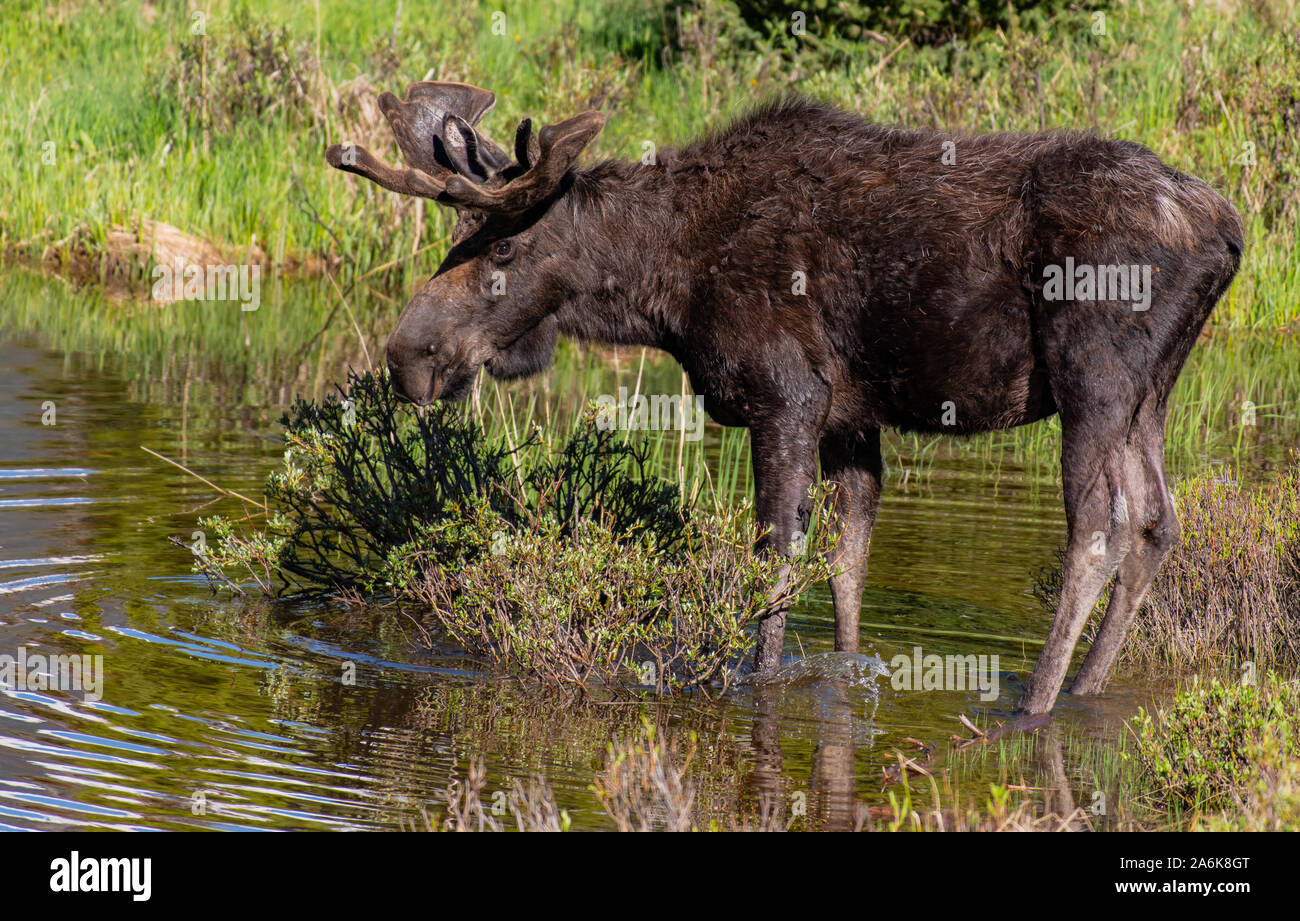 Una Bull Moose con corna di velluto in una zona umida prateria in Colorado Foto Stock