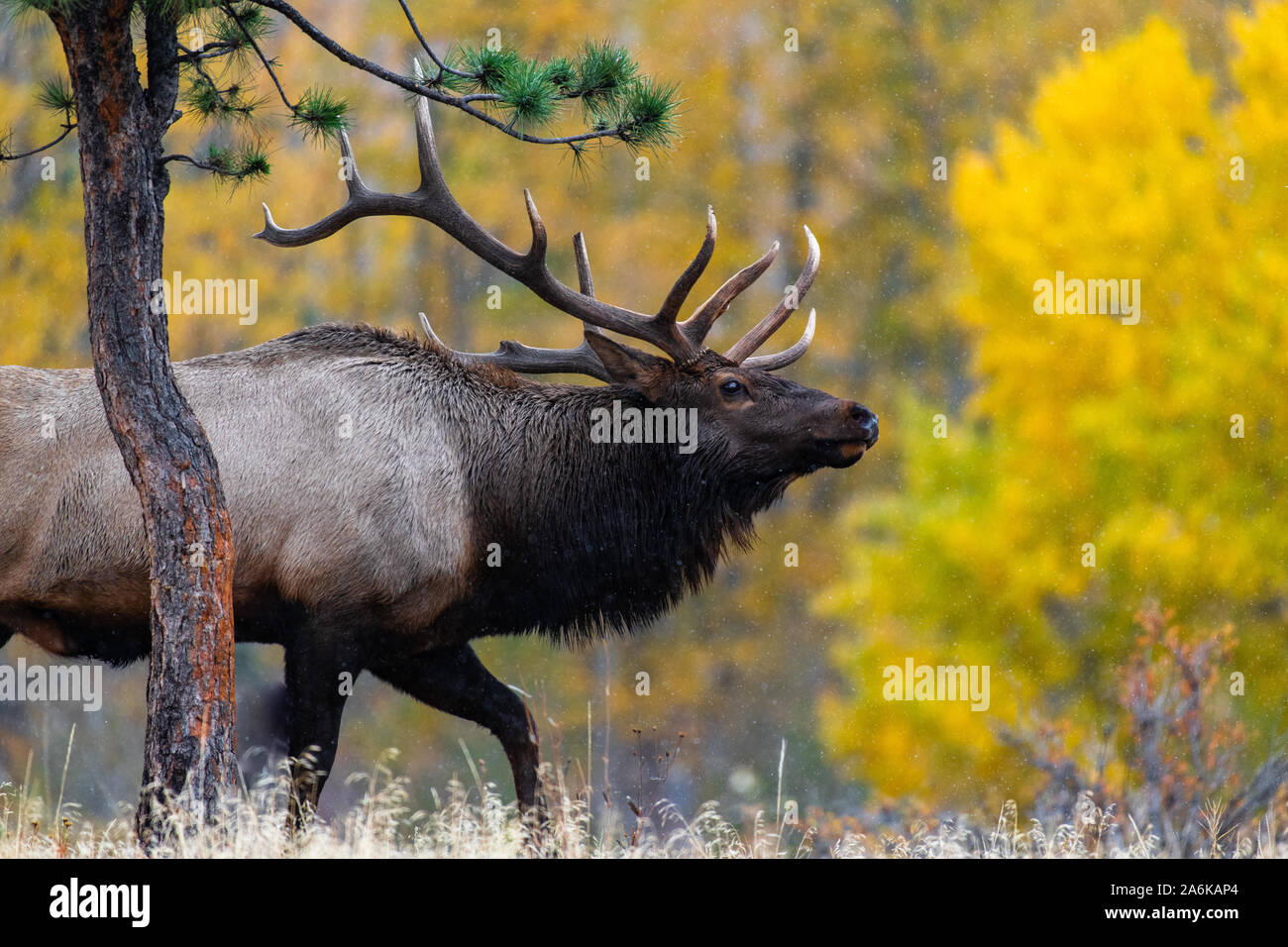 Un grande Bull Elk il roaming della foresta in autunno Foto Stock