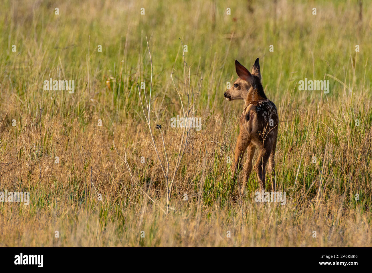 Un simpatico Mule Deer Fawn esplorando il suo habitat Foto Stock
