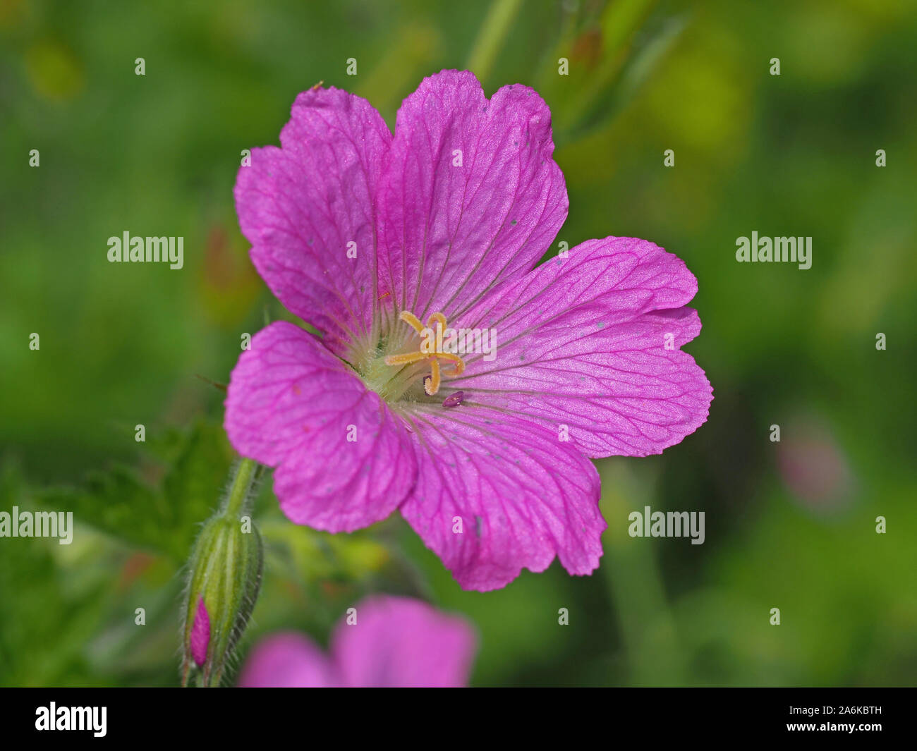 Primo piano di un bel colore rosa cranesbill geranio fiore in un giardino Foto Stock