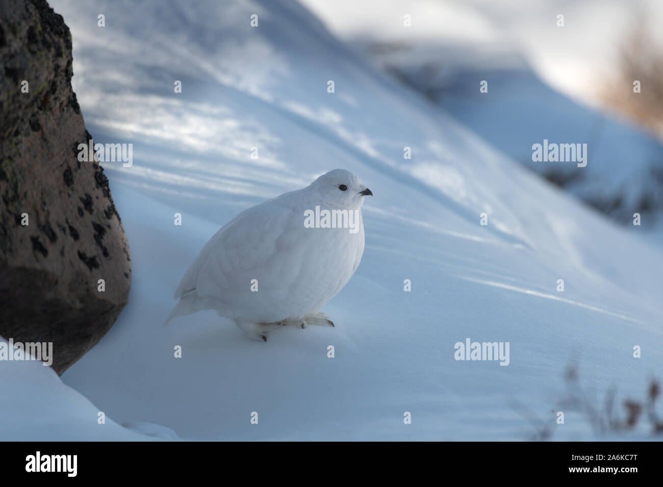 Un bel bianco-tailed Pernice bianca nella neve Foto Stock