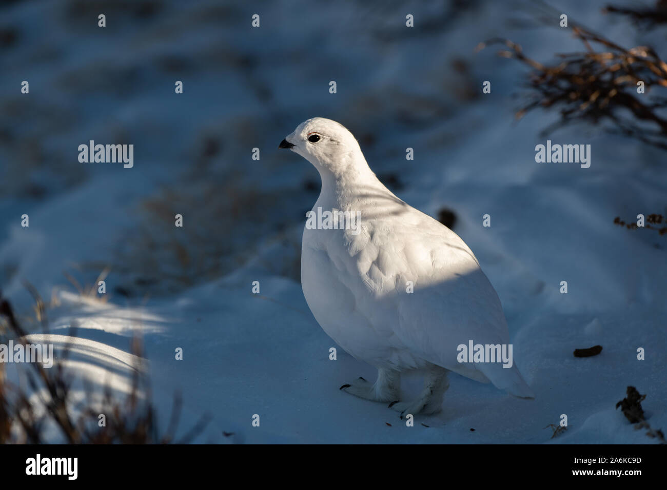 Un bel bianco-tailed Pernice bianca nella neve Foto Stock