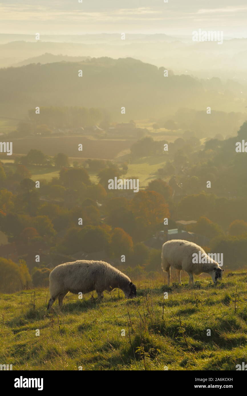 Pecore pascolano sui terreni agricoli in Dorset su la foschia mattutina Foto Stock