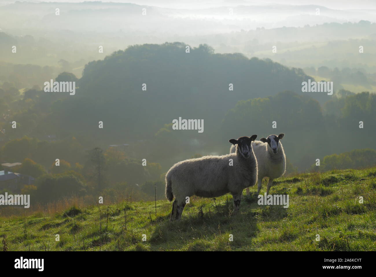 Pecore pascolano sui terreni agricoli in Dorset su la foschia mattutina Foto Stock