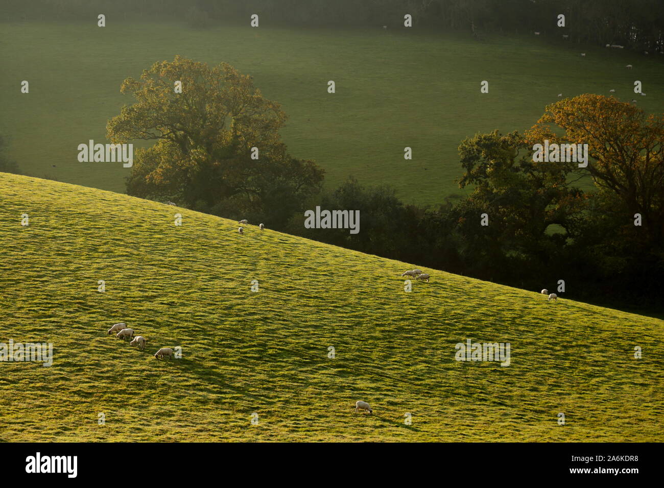 Gregge di pecore pascolano sui terreni agricoli in Dorset Foto Stock
